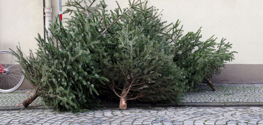 The photo shows discarded Christmas trees lying on the sidewalk.