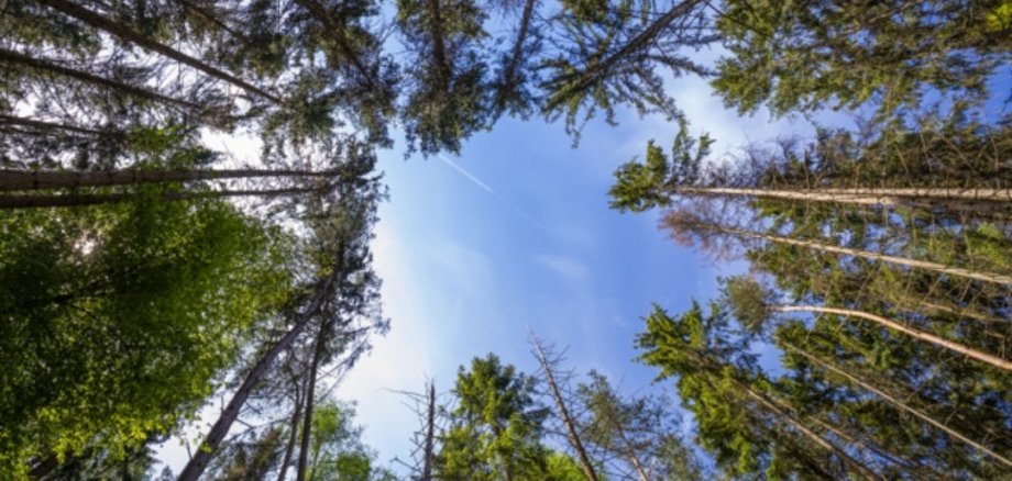 The photo shows a view from the forest floor upwards between needle trees.