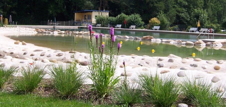The photo shows flowering plants in the foreground and the swimming pool of the natural pool in the background.