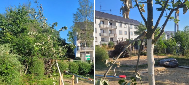 The picture consists of two photos. On the left you can see the fallen trunk of the lime tree, on the right a close-up of the torn branches.