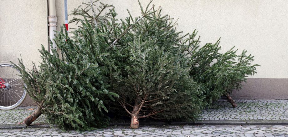 Das Foto zeigt zwei ausgediente Weihnachtsbäume, die am Straßenrand liegen.