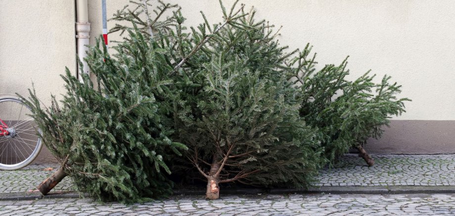 Das Foto zeigt zwei ausgediente Weihnachtsbäume, die am Straßenrand liegen.